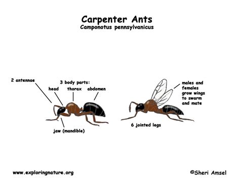 Ants (Carpenter)