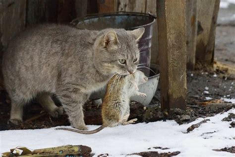 Cats Eating Rats | atelier-yuwa.ciao.jp