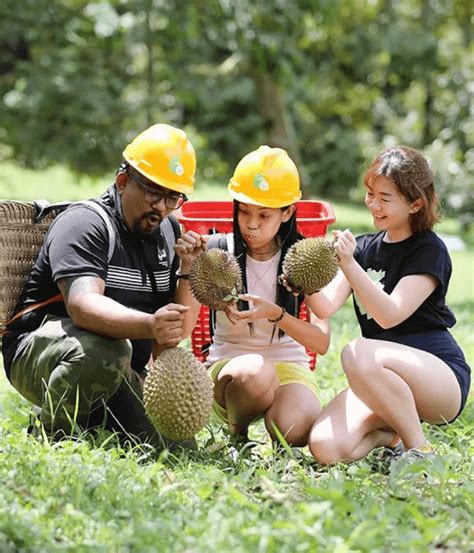 12 Types Of Durian In Singapore & How To Choose A Fresh One - DurianBB ...