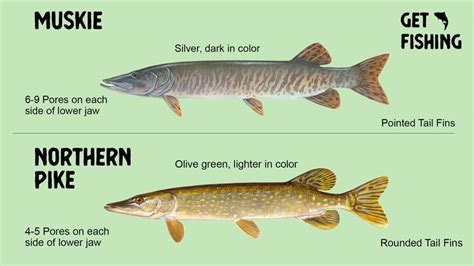 Muskie vs Pike – What Is The Difference – Get Fishing