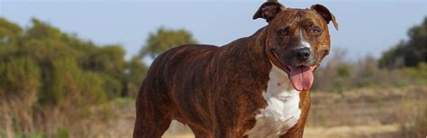 5 Tips on How to Care for a Pit Bull | My Pet Needs That