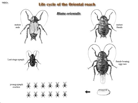 Roaches and their Control - United Exterminating Company - Cherry Hill, NJ