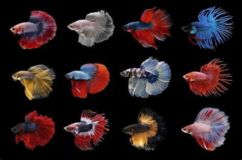 Types of Betta Fish: Which is the Perfect One for You? | Fishkeeping World