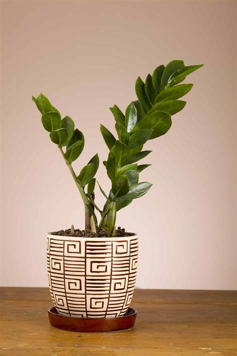 Indoor Plant Types: Thinking About Buying Your A Houseplant?