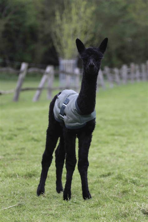 BABY ALPACA ALERT!! - Alpaca Walking - Spring Farm Alpacas