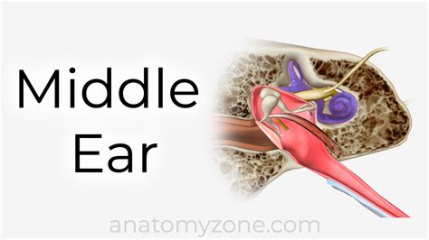 Middle Ear - Ossicles, Boundaries, Eustachian Tube