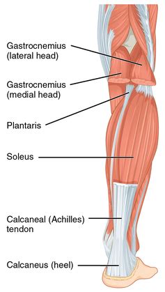 Calf Strain - Physiopedia