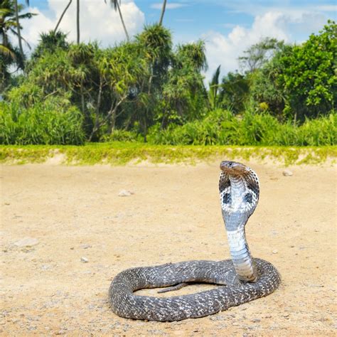 Habitat and Other Facts About the Majestic and Scary King Cobras