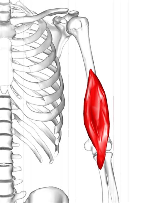 Brachialis