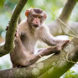 Rhesus Macaque - Facts, Diet, Habitat & Pictures on Animalia.bio