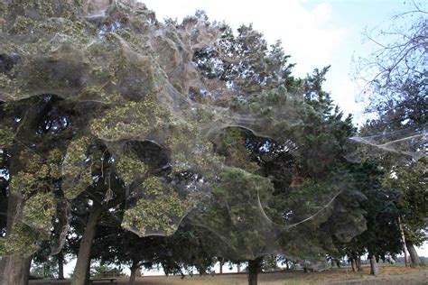 Giant Spider Web ~ Texas | Rare giant spider web in Wind Poi… | Flickr