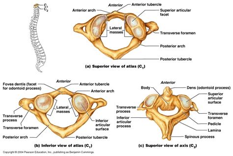 Anatomy and physics atlas and axis Diagram | Quizlet