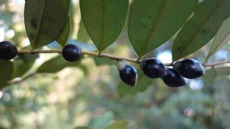 Black Plum - Diospyros australis - Tucker Bush