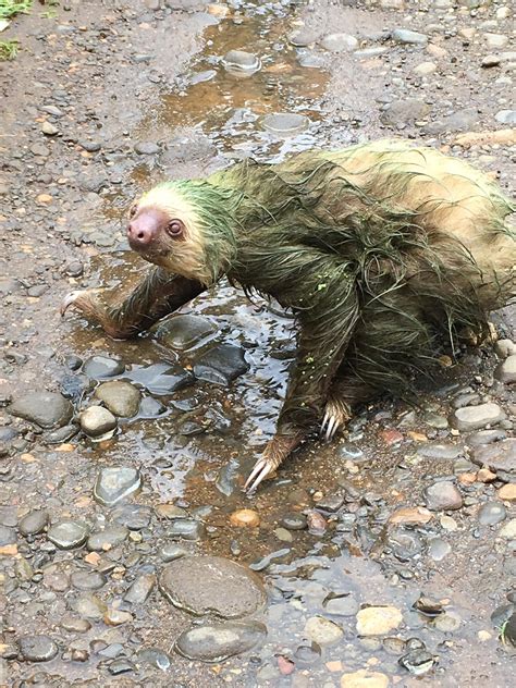 🔥 Look at this Two-toed Sloth with green algae on its fur. They usually ...