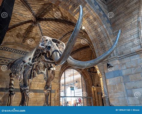 Mammoth Fossil in Natural History Museum of London Editorial Image ...