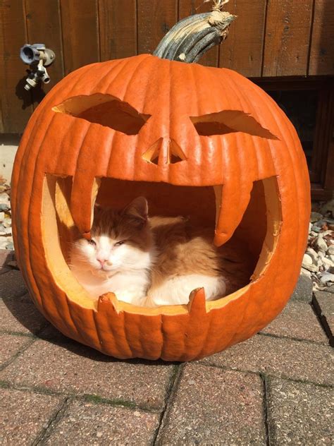 Pin de Beverly Wind en Is it Halloween Already? | Gato de halloween ...