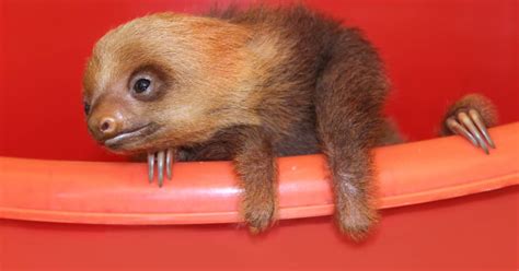 Video of Adorable Rescued Baby Sloth is Melting Hearts Across the Globe ...