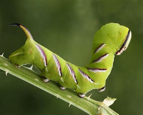 Privet Moth: Identification, Life Cycle, Facts & Pictures