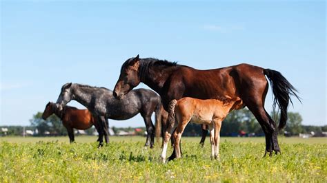 When Do Horses Go Into Heat & What Age Do They Stop Cycling?