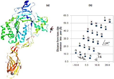 (a) Structure of single monomer of perforin (PFN). (b) Residues facing ...