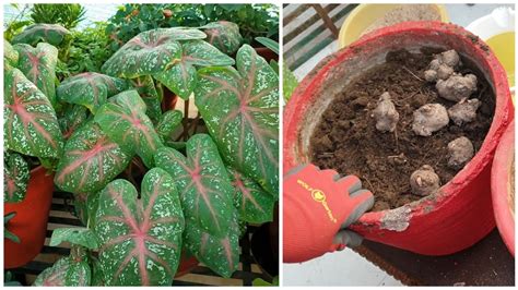 Growing Caladium Bulbs || How to Sow Caladium Bulbs || Best Summer ...