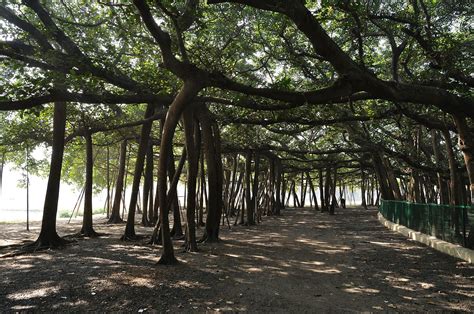 The Great Banyan Tree of India | Charismatic Planet