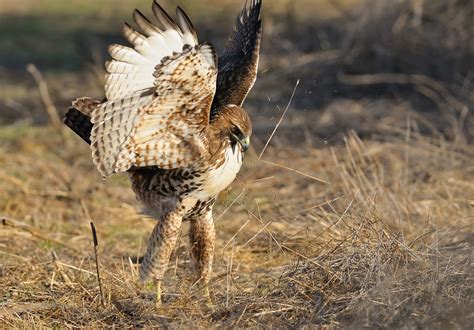 Red-tailed Hawk Hunting | Marlo Reyes Photography | Flickr