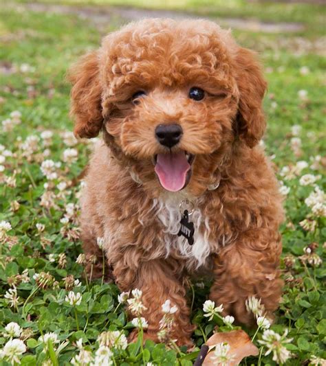 Toy Poodle Cross Breeders Australia | Wow Blog