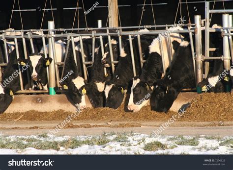 Cows On Modern Dairy Farm Eating Silage Stock Photo 7296325 : Shutterstock