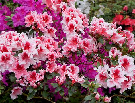 Azalea Guide: How to Grow & Care for This Flowering Shrub