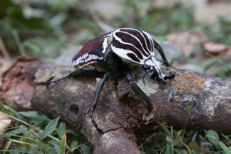 40 Goliath Beetle Facts: World's Heaviest Insect | Facts.net