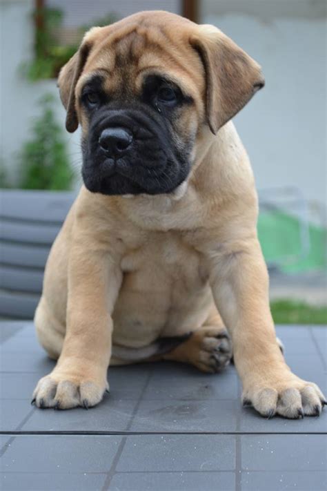 Bull Mastiff Puppies, Puppies Photos, Dog Photos, Dog Breeds