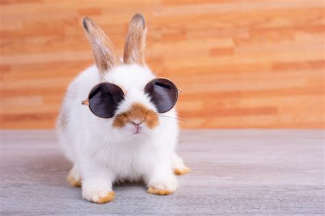 30 Cute Bunny Pictures to Make You Smile — Adorable Bunnies