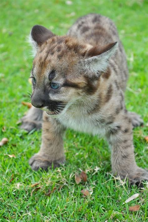 Baby Puma stock photo. Image of mammal, felis, animal - 32671038