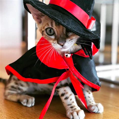 The Best Pet Halloween Costumes for Cats and Dogs