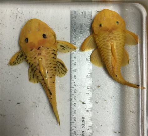 Yellow chubby pleco pt.2 pu 90703 socal | MonsterFishKeepers.com