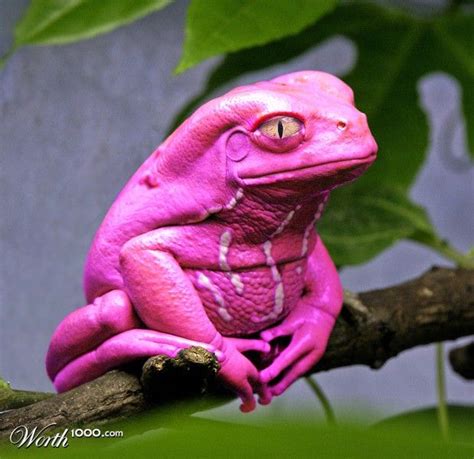 Tree frog - yes, he's PINK! | Reptiles - so cool ;) | Pinterest