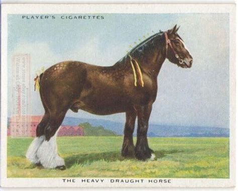 Heavy Draught Horse Breeds Types Of Equines c90 Y/O Ad Trade Card ...