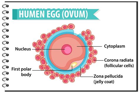 Estructura de óvulo u óvulo humano para infografía de educación ...