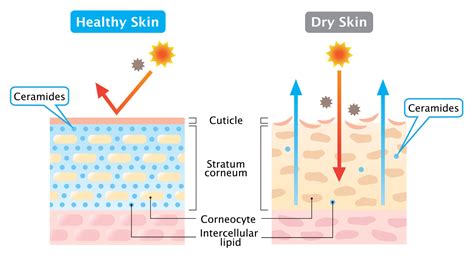 EVERYTHING YOU NEED TO KNOW ABOUT ANTI-AGING SKIN CARE - Flora’s Vanity