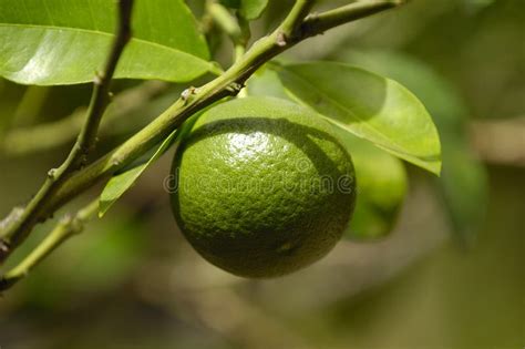 Lime fruit stock image. Image of food, exotic, leaves - 3342455