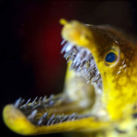 Moray Eel Teeth: Do Moray Eels Have Double Teeth? - IMP WORLD