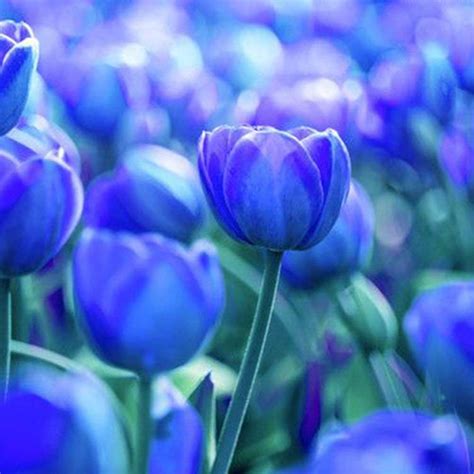 25 Blue Tulip Bulbs Early Bloom Perennial Bulbs for Garden Planting ...