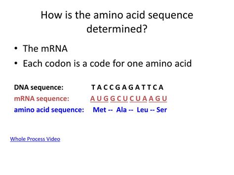 PPT - How is the amino acid sequence determined? PowerPoint ...