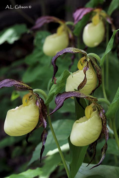 The Buckeye Botanist: Kentucky Lady's Slippers Redux