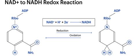 Difference between NAD+ and NADH