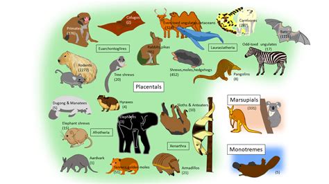 Mammal's Locomotion-4th version