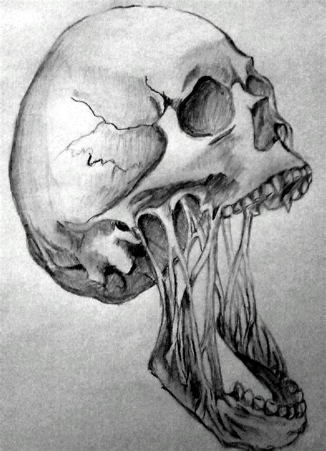 Skull Drawing by AnimeFreak4Lifeh on DeviantArt