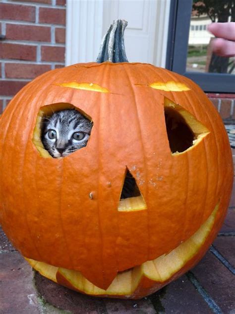 31 cats who are ready for fall