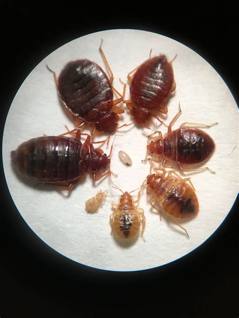 Bedbugs on Flipboard | West Michigan, Vermont, Mattresses